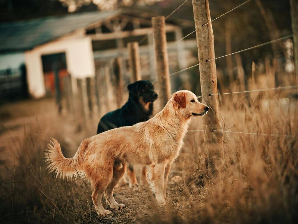 Working dogs on a farm
