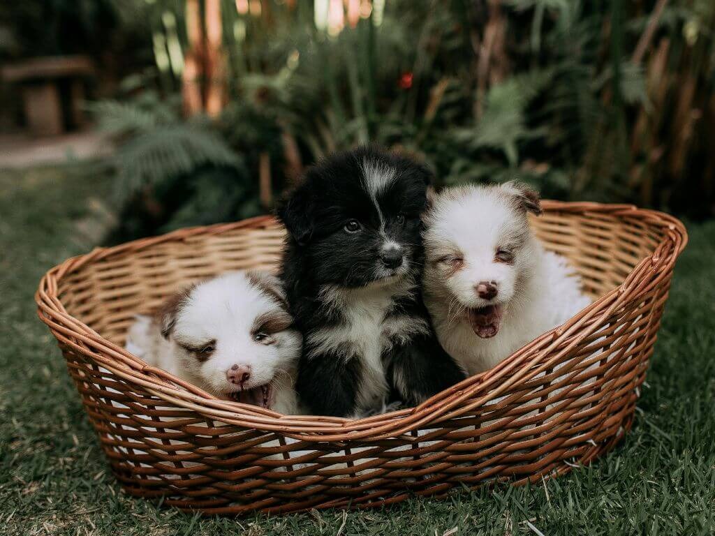 Working dog as puppies