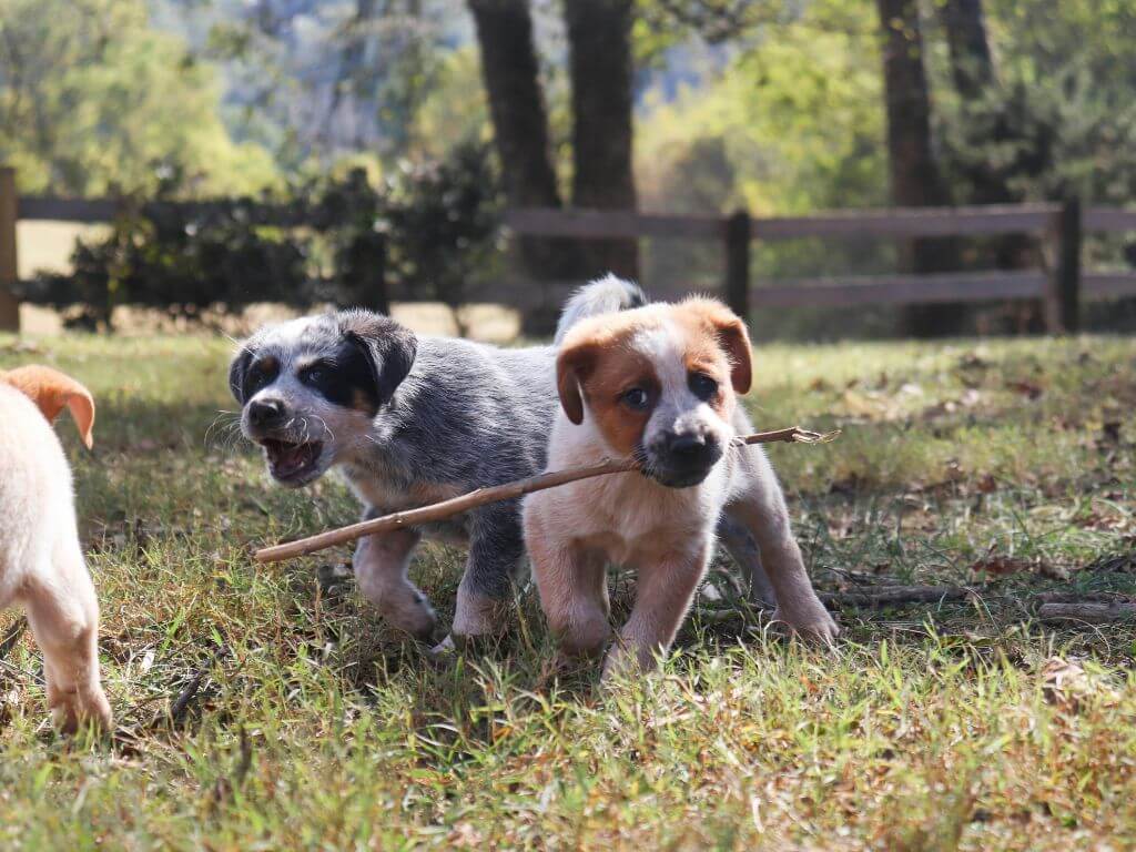 Two puppies playing with a stick in a grassy field during the transitioning puppy food phase.