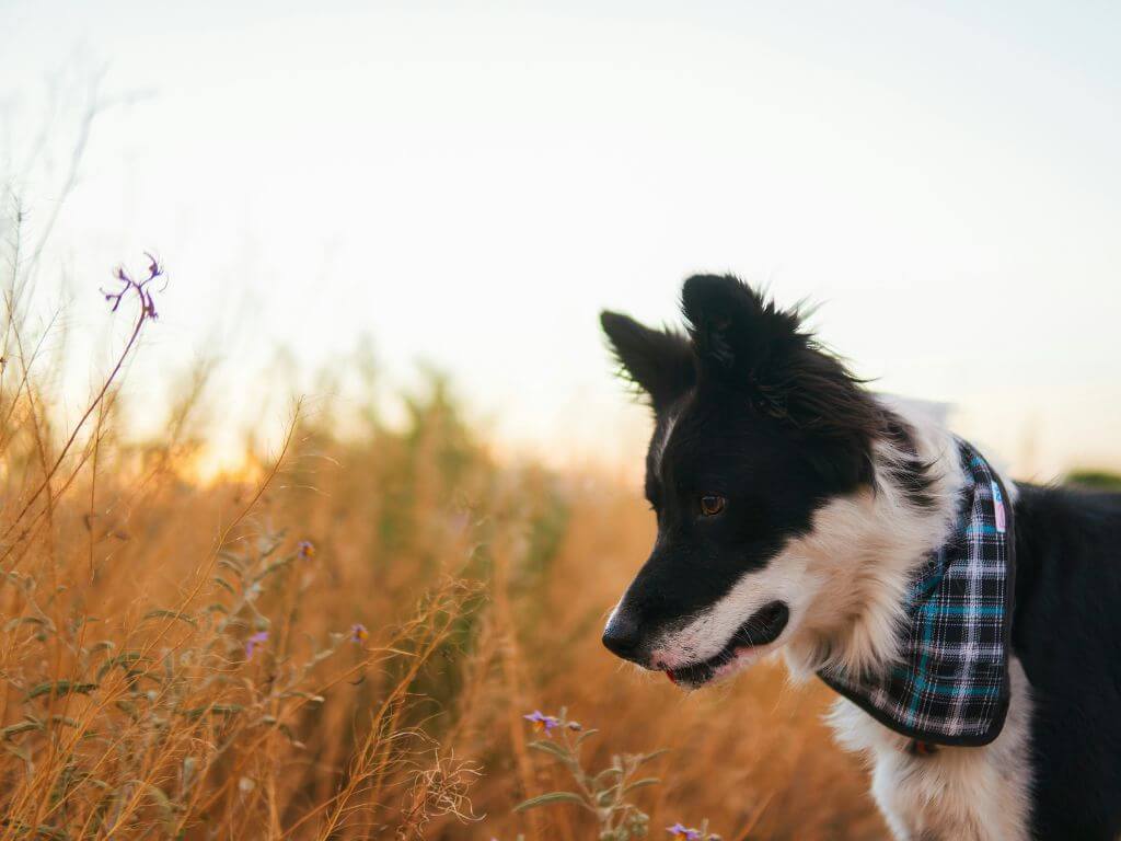 A young dog wearing a bandana exploring a golden, grassy field.